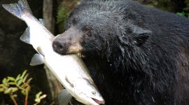 American Black Bear Photo