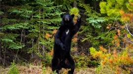 American Black Bear Photo Download
