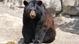 American Black Bear Photo Download#1