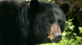American Black Bear Photo Free
