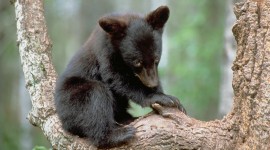 American Black Bear Photo#1