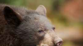 American Black Bear Wallpaper For Android#1