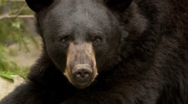 American Black Bear Wallpaper For Android#2
