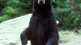 American Black Bear Wallpaper For Android#3