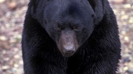 American Black Bear Wallpaper For IPhone#1