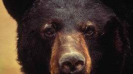 American Black Bear Wallpaper For IPhone#2