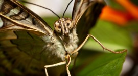 Butterfly Eyes Photo Download