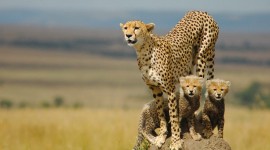 Cheetah 4K Desktop Wallpaper