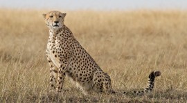 Cheetah 4K Desktop Wallpaper Free