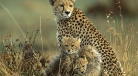 Cheetah 4K Wallpaper For Desktop