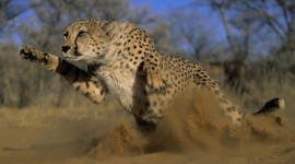 Cheetah 4K Wallpaper For PC