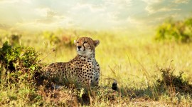 Cheetah 4K Wallpaper Full HD