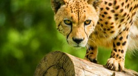 Cheetah 4K Wallpaper Gallery