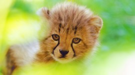 Cheetah 4K Wallpaper High Definition
