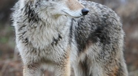 Coyote Wallpaper For IPhone