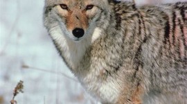 Coyote Wallpaper For IPhone Download