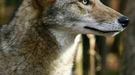 Coyote Wallpaper For IPhone Free