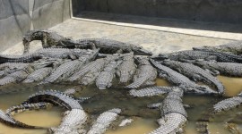 Crocodile Farm Wallpaper