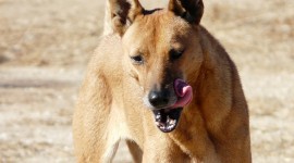 Dingo Photo Free
