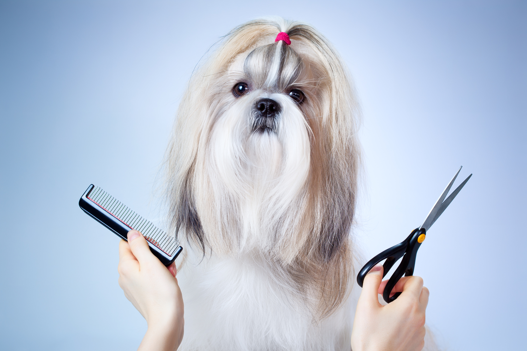 Great Free Dog Grooming in the world Learn more here 