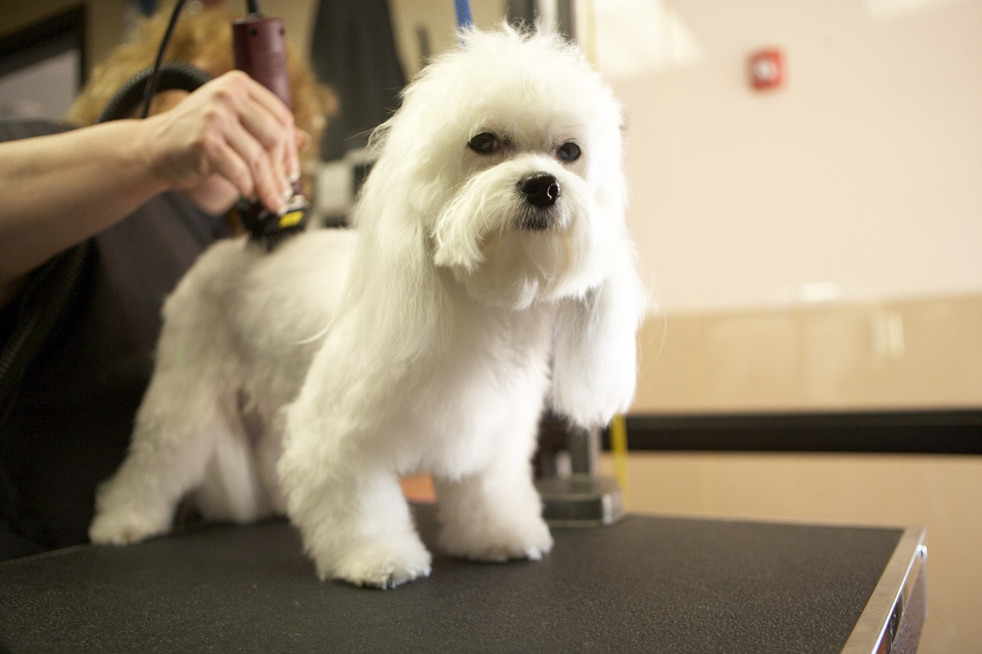 Importance Of Dog Grooming