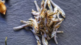 Dried Anchovies Wallpaper Download