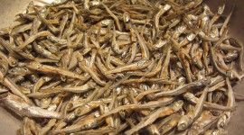 Dried Anchovies Wallpaper Free