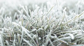 Frost Grass Desktop Wallpaper