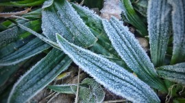 Frost Grass Photo Free
