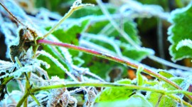 Frost Grass Photo Free#1