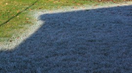 Frost Grass Photo#1