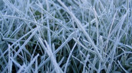Frost Grass Wallpaper