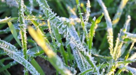 Frost Grass Wallpaper For IPhone