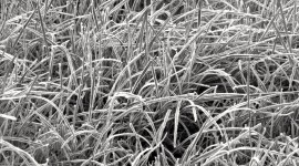 Frost Grass Wallpaper For PC