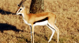 Gazelle Photo Free