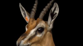 Gazelle Wallpaper For Android