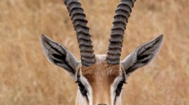 Gazelle Wallpaper For IPhone