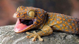 Gecko Desktop Wallpaper For PC