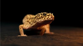 Gecko Desktop Wallpaper HD