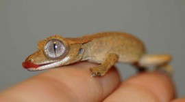 Gecko Photo