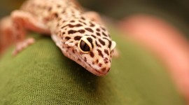 Gecko Photo Free