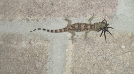 Gecko Wallpaper Full HD
