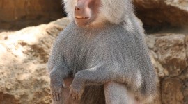 Hamadryas Baboon Wallpaper For Android