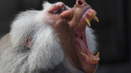 Hamadryas Baboon Wallpaper For Android#1