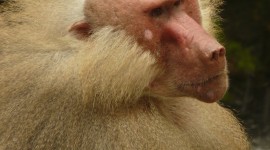 Hamadryas Baboon Wallpaper For IPhone