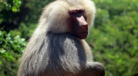 Hamadryas Baboon Wallpaper For PC