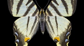 Iphiclides Podalirius Wallpaper For IPhone