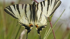 Iphiclides Podalirius Wallpaper For PC