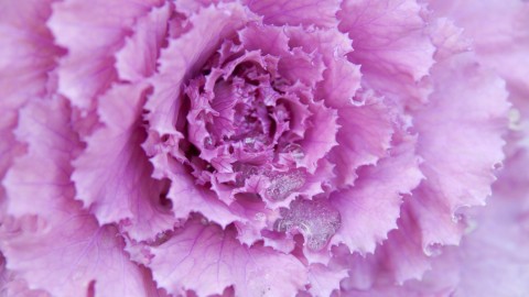Kale Сabbage wallpapers high quality