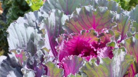 Kale Сabbage Wallpaper For Android